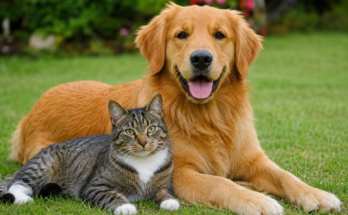 How to Keep Your Pet Healthy All Year