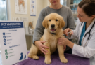 Complete Pet Vaccination Guide for Beginners
