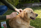 How to Protect Pets From Fleas and Ticks