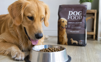How to Choose the Right Food for Your Pet