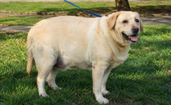 How to Help an Overweight Pet Lose Weight Safely