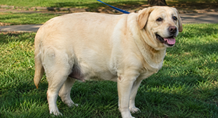 How to Help an Overweight Pet Lose Weight Safely