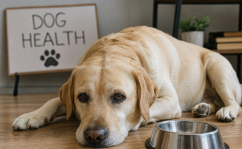 10 Common Health Problems in Dogs Every Dog Owner Should Know