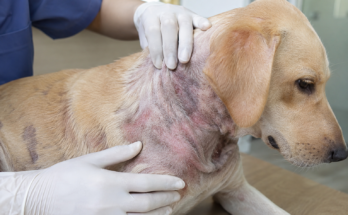 Common Skin Problems in Pets: Causes, Symptoms, and Simple Care Tips