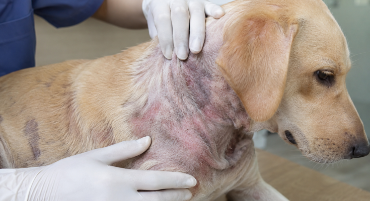 Common Skin Problems in Pets: Causes, Symptoms, and Simple Care Tips