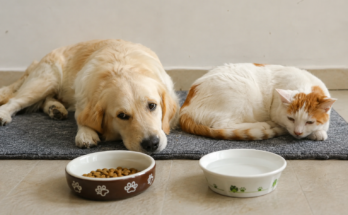 Common Digestive Problems in Dogs and Cats