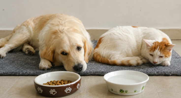 Common Digestive Problems in Dogs and Cats