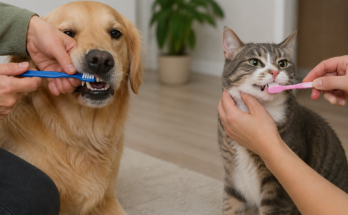 Complete Dental Care Guide for Dogs and Cats