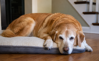 Common Joint Problems in Older Pets