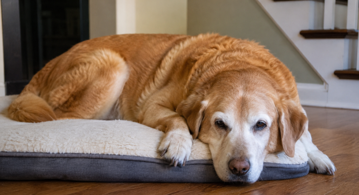 Common Joint Problems in Older Pets