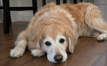How to Recognize Pain in Your Pet