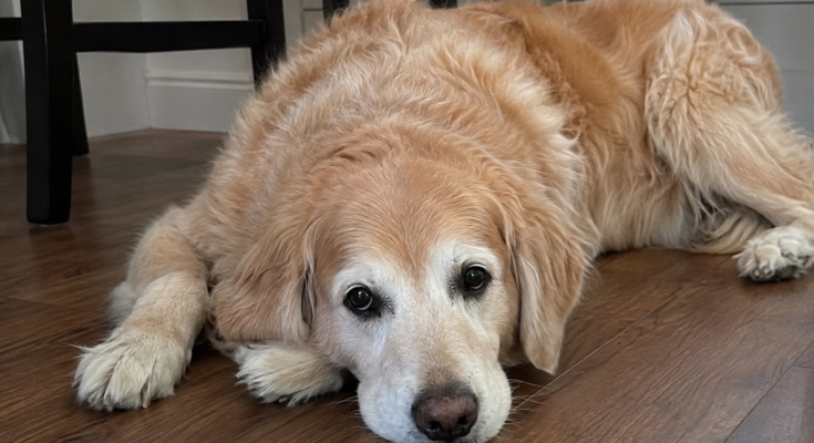 How to Recognize Pain in Your Pet