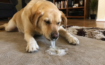 What to Do If Your Pet Is Vomiting