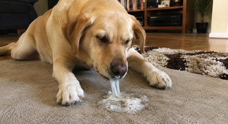What to Do If Your Pet Is Vomiting