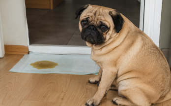 What to Do If Your Pet Has Diarrhea