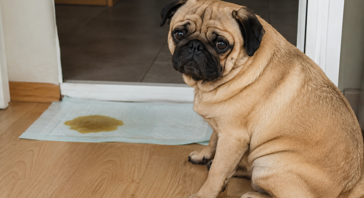 What to Do If Your Pet Has Diarrhea