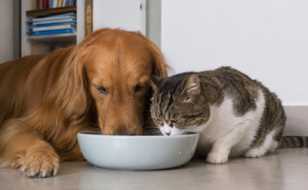 Signs of Dehydration in Dogs and Cats