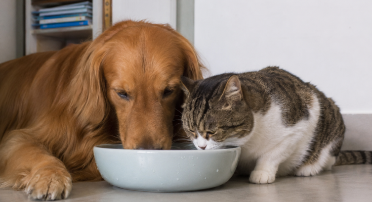 Signs of Dehydration in Dogs and Cats